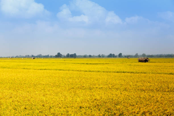 istock rice, rice field, blue sky, Sri Lanka 941834788