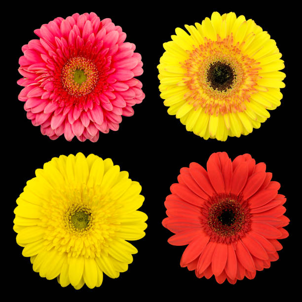 istock Flowers Head Isolated on Black Background 941838230