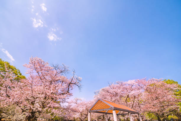 istock Cherry blossoms and trees in Park 941839112