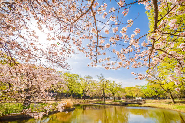 istock Cherry blossoms and trees in Park 941841494