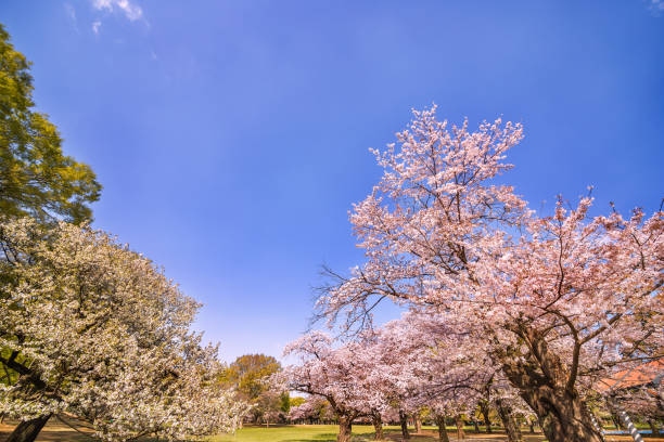 istock Cherry blossoms and trees in Park 941841568