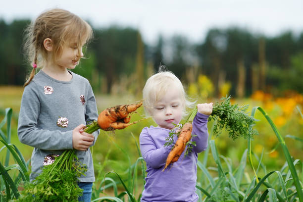 istock Adorable little girls picking carrots 941841618