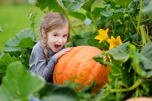 Cute little girl hugging a pumpkin in a pumpkin patch