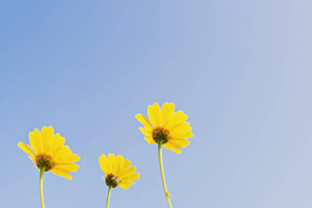 istock Blurred shape of yellow flowers on blue sky 941841706
