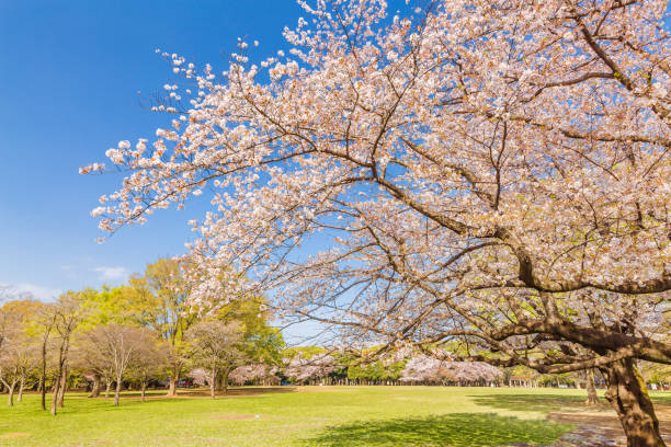 istock Cherry blossoms and trees in Park 941841746