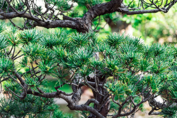 istock Green tree in Suzhou garden,China 941843496