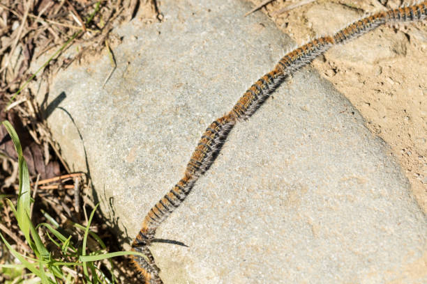 istock a line of  Pine Procession Moth walking on stone 941846740