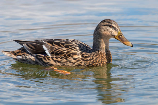 istock Wild duck Mallard Anas platyrhynchos. Female Duck. 941846802