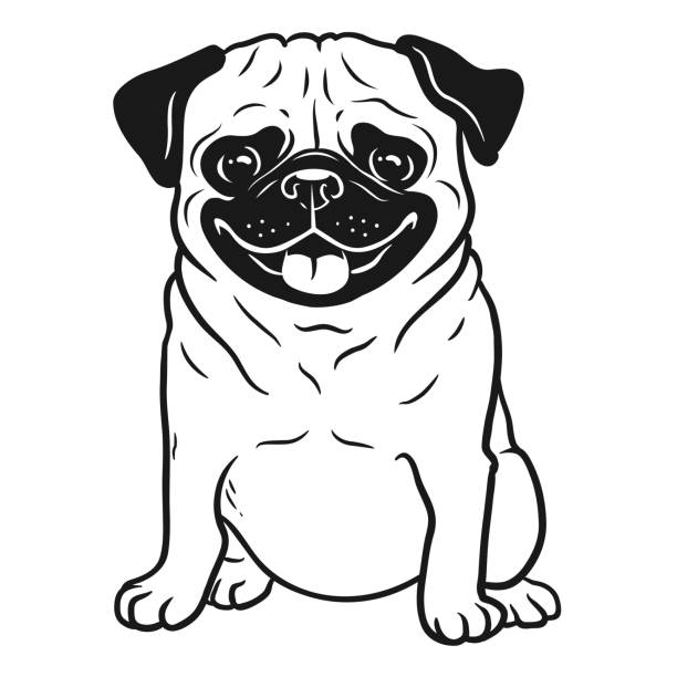 ilustrações, clipart, desenhos animados e ícones de retrato de desenhos animados do pug cão preto e branco mão desenhada. engraçado feliz sorridente pug, sentado e olhando para a frente. cães, animais de estimação com temática projeto elemento, ícone, logotipo. - pug