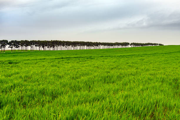 Brightly green farmlands