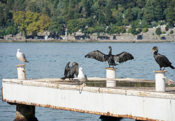 Socotra cormorant with wings spread by sea in Istanbul, Turkey