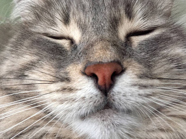 istock closeup face of a cat 941848072