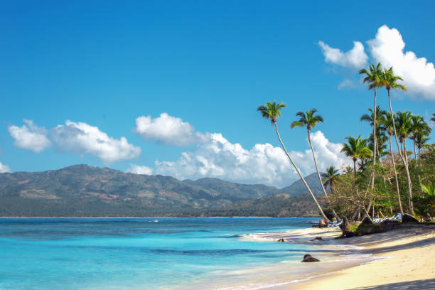istock empty beautiful Caribbean beach with white sand and high palm trees 941850476