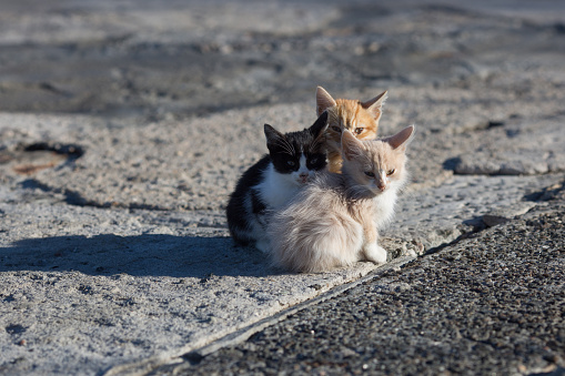 Homeless animals. Group homeless kittens on concrete pier in sea port