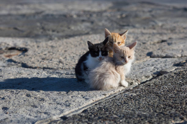 liman somut iskelede grup evsiz yavru kedi - başıboş hayvan stok fotoğraflar ve resimler