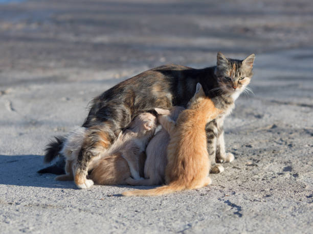 istock Stray cat with kittens on concrete pier 941850488