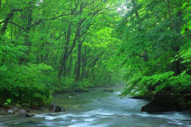 istock Oirase stream of summer 941850718