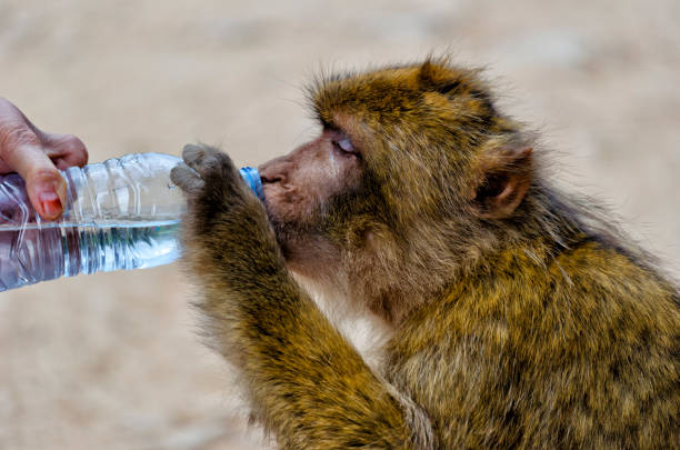 Species threatened both nationally and internationally, the Singe Magot is the sedentary monkey of the Maghreb. Live in stable groups in forest habitats such as the Ifrane National Park.