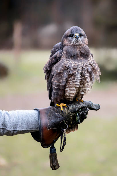 istock portrait of buteo buteo 941851884