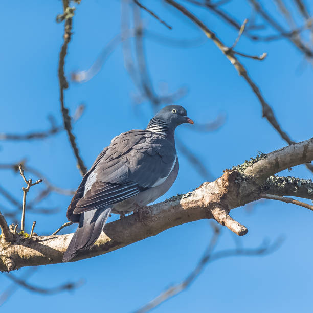 istock Wood pigeon, bird 941856018