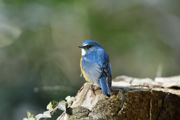 istock Male Red-flanked bluetail 941859088