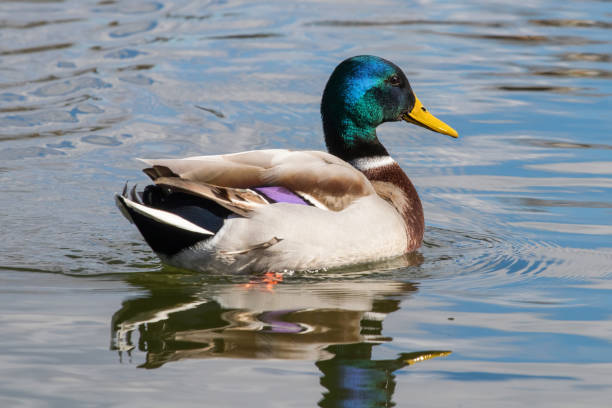 istock Wild duck Mallard Anas platyrhynchos. Male Duck. 941859450