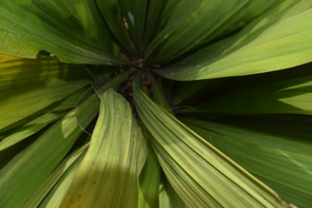 istock Looking down on a plant with long leaves 941867196