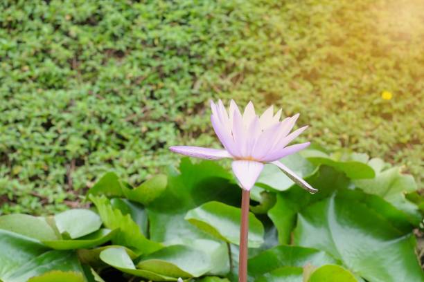 istock Purple lotus green leaves background 941867230