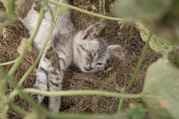 istock Cute kitten that has conjunctivitis, lying on ground at garden 941867710