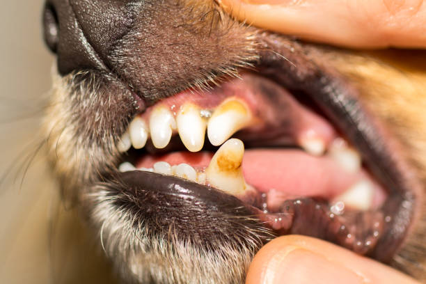 犬口の中に人間の手 - mouth open ストックフォトと画像