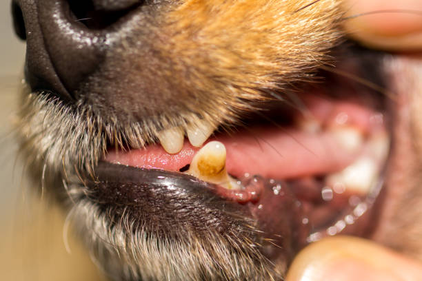 istock a human hand on a dog mouth 941870476