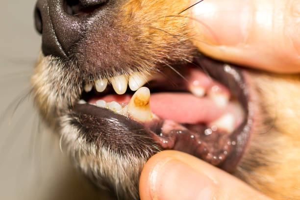 犬口の中に人間の手 - mouth open ストックフォトと画像