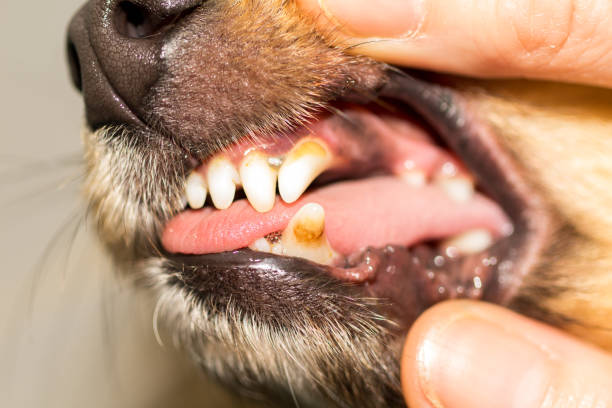 istock a human hand on a dog mouth 941870490