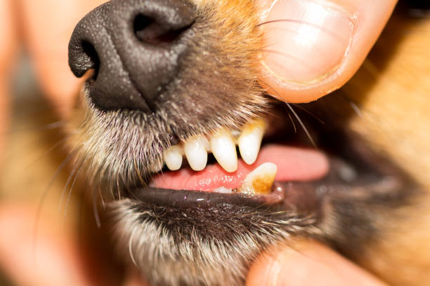 istock a human hand on a dog mouth 941870500