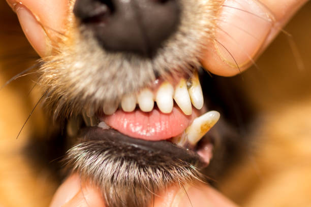 istock a human hand on a dog mouth 941870524