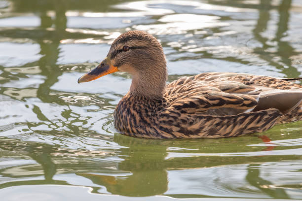 istock Wild duck Mallard Anas platyrhynchos. Female Duck. 941871108