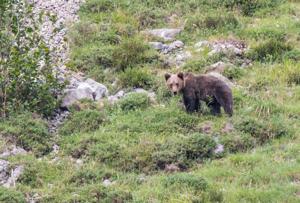 istock Brown bear in Asturias! 941872600