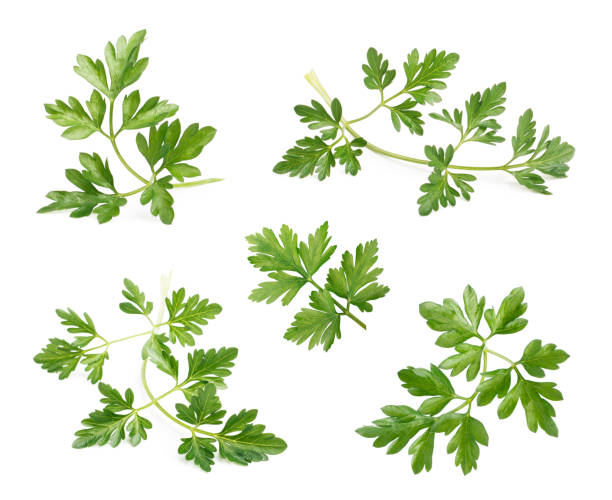 Celery or parsley leaves isolated on white background Celery or parsley leaves isolated on white background. chervil stock pictures, royalty-free photos & images