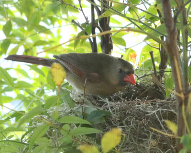 istock Female Cardinal feeding young chicks 941875524
