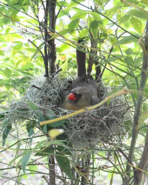 istock Mother Cardinal resting in bird nest 941875544