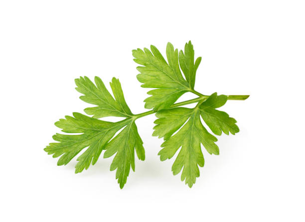 istock Celery or parsley leaves isolated on white background 941875664