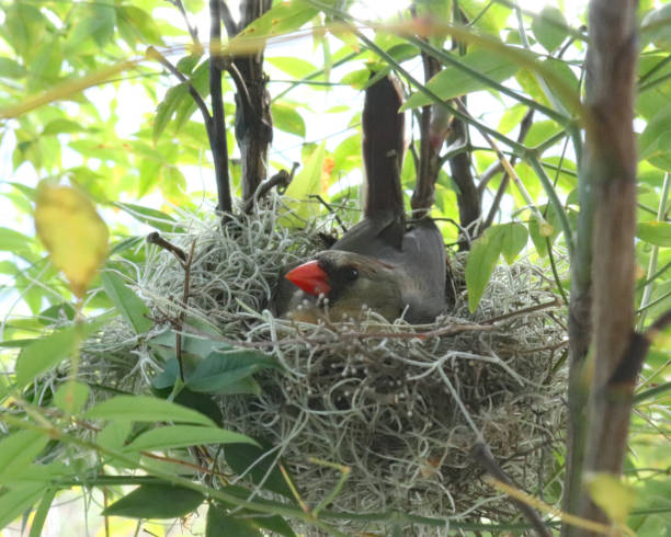 istock Content mother Cardinal laying on babies 941875674