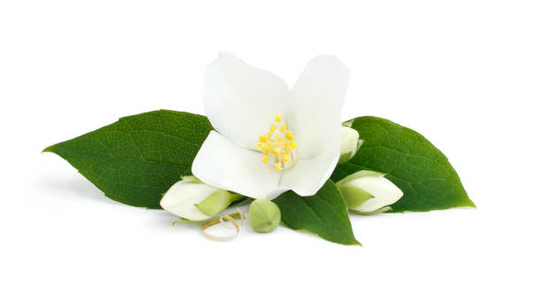 istock White flowers of jasmine isolated on the white background 941876080