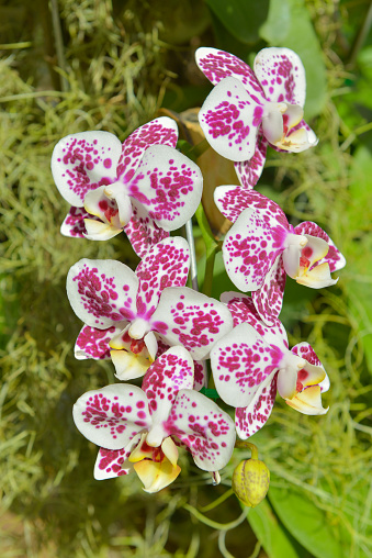 orchids purple ,orchids purple Is considered the queen of flowers in Thailand,beautiful orchids,flower in thailand,