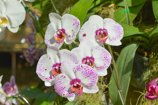 orchids purple ,orchids purple Is considered the queen of flowers in Thailand,beautiful orchids,flower in thailand,