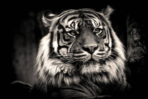 istock Poster tiger in black and white colour 941878910