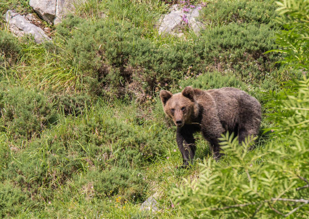 istock Brown bear in Asturias! 941879154