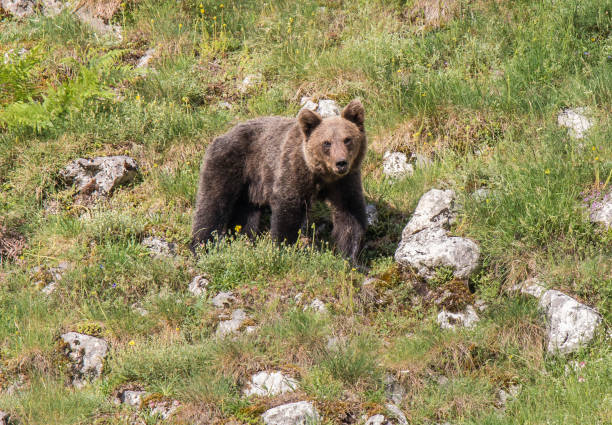 istock Brown bear in Asturias! 941879156