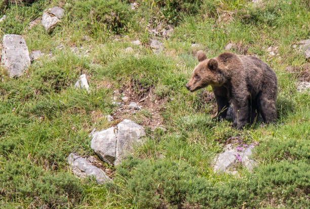 istock Brown bear in Asturias! 941879160