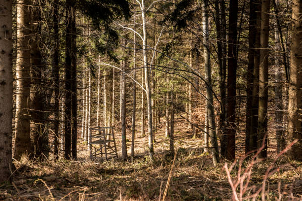 Raised hide in the middle of the forest